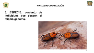 3. ESPECIE: conjunto de
el
individuos que poseen
mismo genoma.
NIVELES DE ORGANIZACIÓN
19
 