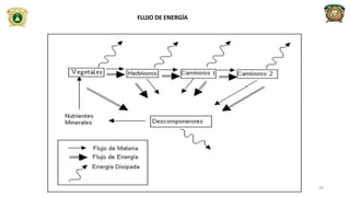 FLUJO DE ENERGÍA
34
 