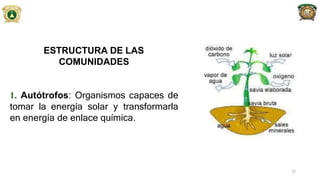 ESTRUCTURA DE LAS
COMUNIDADES
1. Autótrofos: Organismos capaces de
tomar la energía solar y transformarla
en energía de enlace química.
37
 