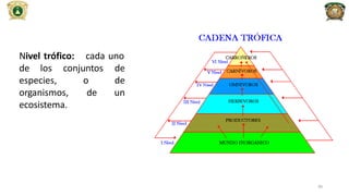 Nivel trófico: cada uno
de los
especies,
conjuntos de
o de
de un
organismos,
ecosistema.
40
 