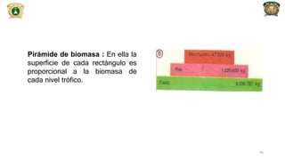 Pirámide de biomasa : En ella la
superficie de cada rectángulo es
proporcional a la biomasa de
cada nivel trófico.
46
 