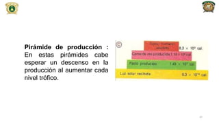 Pirámide de producción :
En estas pirámides cabe
esperar un descenso en la
producción al aumentar cada
nivel trófico.
47
 