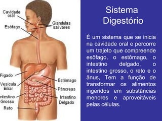 Sistema
      Digestório
É um sistema que se inicia
na cavidade oral e percorre
um trajeto que compreende
esôfago, o estômago, o
intestino     delgado,     o
intestino grosso, o reto e o
ânus, Tem a função de
transformar os alimentos
ingeridos em substâncias
menores e aproveitáveis
pelas células.
 