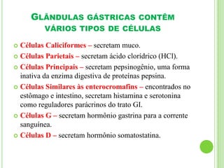 GLÂNDULAS GÁSTRICAS CONTÊM
VÁRIOS TIPOS DE CÉLULAS
 Células Caliciformes – secretam muco.
 Células Parietais – secretam ácido clorídrico (HCl).
 Células Principais – secretam pepsinogênio, uma forma
inativa da enzima digestiva de proteínas pepsina.
 Células Similares às enterocromafins – encontrados no
estômago e intestino, secretam histamina e serotonina
como reguladores parácrinos do trato GI.
 Células G – secretam hormônio gastrina para a corrente
sanguínea.
 Células D – secretam hormônio somatostatina.
 
