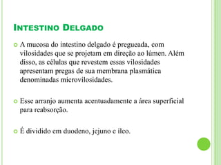 INTESTINO DELGADO
 A mucosa do intestino delgado é pregueada, com
vilosidades que se projetam em direção ao lúmen. Além
disso, as células que revestem essas vilosidades
apresentam pregas de sua membrana plasmática
denominadas microvilosidades.
 Esse arranjo aumenta acentuadamente a área superficial
para reabsorção.
 É dividido em duodeno, jejuno e íleo.
 