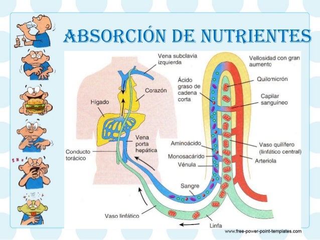 Sistema gastrointestinal