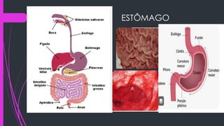 ESTÔMAGO
 