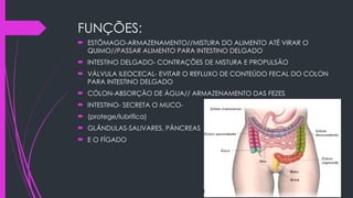 FUNÇÕES:
 ESTÕMAGO-ARMAZENAMENTO//MISTURA DO ALIMENTO ATÉ VIRAR O
QUIMO//PASSAR ALIMENTO PARA INTESTINO DELGADO
 INTESTINO DELGADO- CONTRAÇÕES DE MISTURA E PROPULSÃO
 VÁLVULA ILEOCECAL- EVITAR O REFLUXO DE CONTEÚDO FECAL DO COLON
PARA INTESTINO DELGADO
 CÓLON-ABSORÇÃO DE ÁGUA// ARMAZENAMENTO DAS FEZES
 INTESTINO- SECRETA O MUCO-
 (protege/lubrifica)
 GLÂNDULAS-SALIVARES, PÂNCREAS
 E O FÍGADO
 