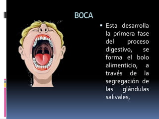 BOCA
 Esta desarrolla
la primera fase
del proceso
digestivo, se
forma el bolo
alimenticio, a
través de la
segregación de
las glándulas
salivales,
 