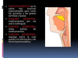  FUNCION DIGESTIVA:en la
saliva hay enzimas
especializadas para corta
las azucares y las grasas
(amilasa y lipasa)
 FUNCION ABSORTIVA:
medicamentos por vía
oral o sublingual.
 FUNCION EXCRETORA:
meta bolitos de
medicamentos.
 FUNCION SECRETORA:
segrega saliva la cual
ayuda a la lubricación y de
forma bacteriostática
 
