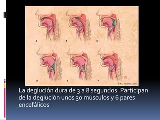 La deglución dura de 3 a 8 segundos. Participan
de la deglución unos 30 músculos y 6 pares
encefálicos
 
