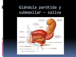 Glándula parótida y
submaxilar – saliva
 