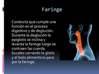 Faringe
Conducto que cumple una
función en el proceso
digestivo y de deglución.
Durante la deglución la
epiglotis se inclina y
levanta la faringe luego se
contraen las cuerda
bucales cerrando la glotis
y el bolo alimenticio para
por la faringe.
 