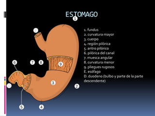 ESTOMAGO
1. fundus
2. curvatura mayor
3. cuerpo
4. región pilórica
5. antro pilórico
6. pilórica del canal
7. muesca angular
8. curvatura menor
9. pliegues rugosos
E. esófago
D. duodeno (bulbo y parte de la parte
descendente)
 