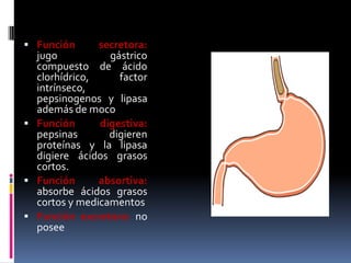  Función secretora:
jugo gástrico
compuesto de ácido
clorhídrico, factor
intrínseco,
pepsinogenos y lipasa
además de moco
 Función digestiva:
pepsinas digieren
proteínas y la lipasa
digiere ácidos grasos
cortos.
 Función absortiva:
absorbe ácidos grasos
cortos y medicamentos
 Función excretora: no
posee
 