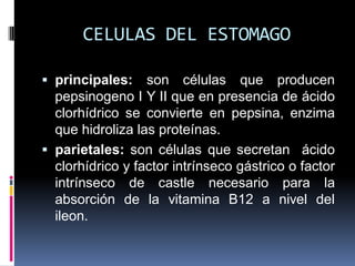CELULAS DEL ESTOMAGO
 principales: son células que producen
pepsinogeno I Y II que en presencia de ácido
clorhídrico se convierte en pepsina, enzima
que hidroliza las proteínas.
 parietales: son células que secretan ácido
clorhídrico y factor intrínseco gástrico o factor
intrínseco de castle necesario para la
absorción de la vitamina B12 a nivel del
ileon.
 