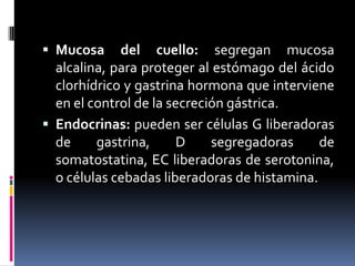  Mucosa del cuello: segregan mucosa
alcalina, para proteger al estómago del ácido
clorhídrico y gastrina hormona que interviene
en el control de la secreción gástrica.
 Endocrinas: pueden ser células G liberadoras
de gastrina, D segregadoras de
somatostatina, EC liberadoras de serotonina,
o células cebadas liberadoras de histamina.
 