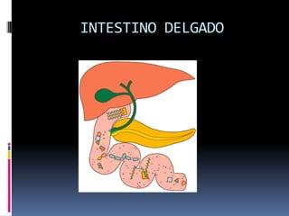 INTESTINO DELGADO
 