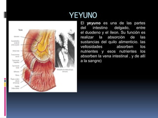 YEYUNO
El yeyuno es una de las partes
del intestino delgado, entre
el duodeno y el íleon. Su función es
realizar la absorción de las
sustancias del quilo alimenticio. las
vellosidades absorben los
nutrientes y esos nutrientes los
absorben la vena intestinal . y de allí
a la sangre)
 