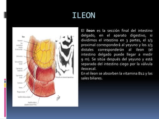 ILEON
El íleon es la sección final del intestino
delgado, en el aparato digestivo, si
dividimos el intestino en 3 partes, el 1/3
proximal corresponderá al yeyuno y los 2/3
distales corresponderán al ileon (el
intestino delgado puede llegar a medir
9 m). Se sitúa después del yeyuno y está
separado del intestino ciego por la válvula
ileocecal.
En el íleon se absorben la vitamina B12 y las
sales biliares.
 