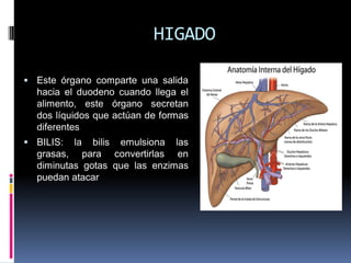 HIGADO
 Este órgano comparte una salida
hacia el duodeno cuando llega el
alimento, este órgano secretan
dos líquidos que actúan de formas
diferentes
 BILIS: la bilis emulsiona las
grasas, para convertirlas en
diminutas gotas que las enzimas
puedan atacar
 