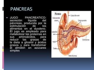 PANCREAS
 JUGO PANCREATICO:
secreción líquida del
páncreas, producida por la
estimulación de los
alimentos en el duodeno.
El jugo es empleado para
metabolizar las proteínas en
sus aminoácidos, para
reducir las grasas de
la dieta a glicerol y ácidos
grasos y para transformar
el almidón en azúcares
simples
 