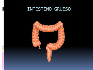 INTESTINO GRUESO
 