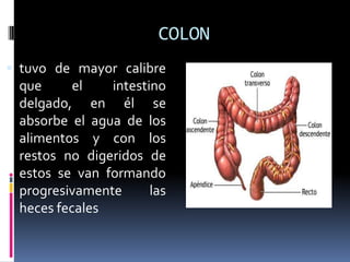 COLON
 tuvo de mayor calibre
que el intestino
delgado, en él se
absorbe el agua de los
alimentos y con los
restos no digeridos de
estos se van formando
progresivamente las
heces fecales
 