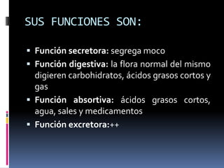 SUS FUNCIONES SON:
 Función secretora: segrega moco
 Función digestiva: la flora normal del mismo
digieren carbohidratos, ácidos grasos cortos y
gas
 Función absortiva: ácidos grasos cortos,
agua, sales y medicamentos
 Función excretora:++
 
