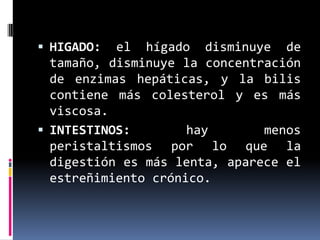  HIGADO: el hígado disminuye de
tamaño, disminuye la concentración
de enzimas hepáticas, y la bilis
contiene más colesterol y es más
viscosa.
 INTESTINOS: hay menos
peristaltismos por lo que la
digestión es más lenta, aparece el
estreñimiento crónico.
 