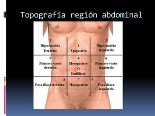 Topografía región abdominal
 