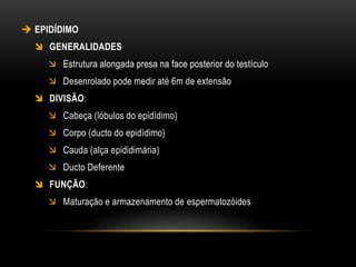 Sistema Genital Feminino e Masculino | PPTX