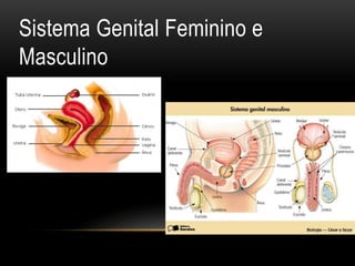 Sistema Genital Feminino e
Masculino
 