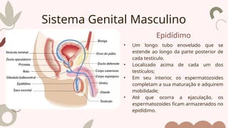 Epidídimo
• Um longo tubo enovelado que se
estende ao longo da parte posterior de
cada testículo.
• Localizado acima de cada um dos
testículos;
• Em seu interior, os espermatozoides
completam a sua maturação e adquirem
mobilidade;
• Até que ocorra a ejaculação, os
espermatozoides ficam armazenados no
epidídimo.
Sistema Genital Masculino
 
