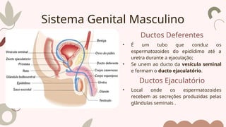 Ductos Deferentes
• É um tubo que conduz os
espermatozoides do epidídimo até a
uretra durante a ejaculação;
• Se unem ao ducto da vesícula seminal
e formam o ducto ejaculatório.
Sistema Genital Masculino
Ductos Ejaculatório
• Local onde os espermatozoides
recebem as secreções produzidas pelas
glândulas seminais .
 