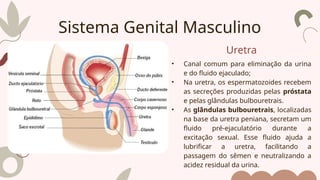 Uretra
• Canal comum para eliminação da urina
e do fluido ejaculado;
• Na uretra, os espermatozoides recebem
as secreções produzidas pelas próstata
e pelas glândulas bulbouretrais.
• As glândulas bulbouretrais, localizadas
na base da uretra peniana, secretam um
fluido pré-ejaculatório durante a
excitação sexual. Esse fluido ajuda a
lubrificar a uretra, facilitando a
passagem do sêmen e neutralizando a
acidez residual da urina.
Sistema Genital Masculino
 