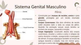 Pênis
• Constituído por massas de tecidos, uretra e pela
glande, protegida por um tecido chamado
prepúcio.
• Corpos Cavernosos: São dois cilindros de tecido
erétil situados lado a lado no corpo do pênis.
Quando há excitação sexual, esses tecidos se
enchem de sangue, causando a ereção.
• Corpo Esponjoso: Localizado abaixo dos corpos
cavernosos, envolve a uretra e evita o colapso da
uretra durante a ereção, assegurando a passagem
do sêmen. O corpo esponjoso também se enche de
sangue durante a ereção, mas em menor grau,
para que a uretra não seja comprimida.
Sistema Genital Masculino
 