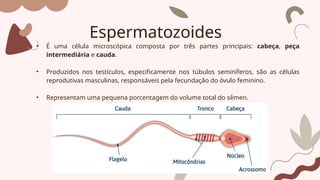 Espermatozoides
• É uma célula microscópica composta por três partes principais: cabeça, peça
intermediária e cauda.
• Produzidos nos testículos, especificamente nos túbulos seminíferos, são as células
reprodutivas masculinas, responsáveis pela fecundação do óvulo feminino.
• Representam uma pequena porcentagem do volume total do sêmen.
 