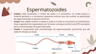 Espermatozoides
• Cabeça estão localizados o núcleo da célula e o acrossomo, no núcleo possui o
material genético e o acrossomo apresenta enzimas que irão auxiliar na penetração
do espermatozoide no gameta feminino.
• Corpo: Essa região conecta a cabeça à cauda e é onde se encontram as mitocôndrias.
Essas organelas são responsáveis por fornecer a energia (na forma de ATP) necessária
para a movimentação do espermatozoide.
• Cauda: é responsável pela movimentação do espermatozoide, permitindo que ele
nade em direção ao óvulo.
 