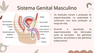 • Os testículos iniciam a produção de
espermatozoides na puberdade e
continuam com essa produção ao
longo da vida.
• Durante a ejaculação, os
espermatozoides são eliminados
junto às secreções das glândulas
seminais, da próstata e das glândulas
bulbouretrais.
Sistema Genital Masculino
 