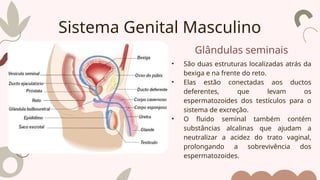 Glândulas seminais
• São duas estruturas localizadas atrás da
bexiga e na frente do reto.
• Elas estão conectadas aos ductos
deferentes, que levam os
espermatozoides dos testículos para o
sistema de excreção.
• O fluido seminal também contém
substâncias alcalinas que ajudam a
neutralizar a acidez do trato vaginal,
prolongando a sobrevivência dos
espermatozoides.
Sistema Genital Masculino
 