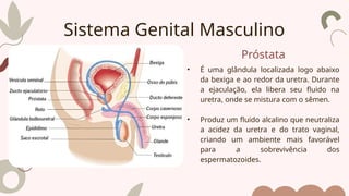 Próstata
• É uma glândula localizada logo abaixo
da bexiga e ao redor da uretra. Durante
a ejaculação, ela libera seu fluido na
uretra, onde se mistura com o sêmen.
• Produz um fluido alcalino que neutraliza
a acidez da uretra e do trato vaginal,
criando um ambiente mais favorável
para a sobrevivência dos
espermatozoides.
Sistema Genital Masculino
 