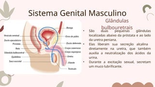 Glândulas
bulbouretrais
• São duas pequenas glândulas
localizadas abaixo da próstata e ao lado
da uretra peniana.
• Elas liberam sua secreção alcalina
diretamente na uretra, que também
auxilia a neutralização dos ácidos da
urina.
• Durante a excitação sexual, secretam
um muco lubrificante.
Sistema Genital Masculino
 