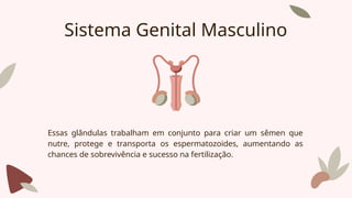 Sistema Genital Masculino
Essas glândulas trabalham em conjunto para criar um sêmen que
nutre, protege e transporta os espermatozoides, aumentando as
chances de sobrevivência e sucesso na fertilização.
 