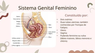 Constituído por:
• Dois ovários;
• Duas tubas uterinas, também
conhecidas por Trompas de
Falópio;
• Útero;
• Vagina;
• Pudendo feminino ou vulva
(lábios maiores, lábios menores e
clitóris).
Sistema Genital Feminino
 