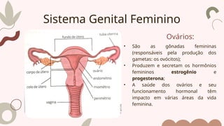 Ovários:
• São as gônadas femininas
(responsáveis pela produção dos
gametas: os ovócitos);
• Produzem e secretam os hormônios
femininos estrogênio e
progesterona;
• A saúde dos ovários e seu
funcionamento hormonal têm
impacto em várias áreas da vida
feminina.
Sistema Genital Feminino
 