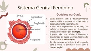 Ovócitos ou Óvulo
• Esses ovócitos tem o desenvolvimento
interrompido e durante a puberdade o
desenvolvimento é completado.
• A cada ciclo reprodutivo da mulher, um
ovócito é liberado para ser fecundado,
processo conhecido por ovulação.
• A cada ciclo, um ovócito é liberado e
direcionado às tubas uterinas, local onde
pode ocorrer a fecundação.
• Se não ocorrer, o ovócito é direcionado
para o útero e eliminado junto com a
menstruação.
Sistema Genital Feminino
 
