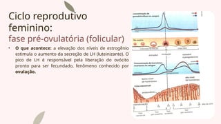 Ciclo reprodutivo
feminino:
fase pré-ovulatória (folicular)
• O que acontece: a elevação dos níveis de estrogênio
estimula o aumento da secreção de LH (luteinizante). O
pico de LH é responsável pela liberação do ovócito
pronto para ser fecundado, fenômeno conhecido por
ovulação.
 
