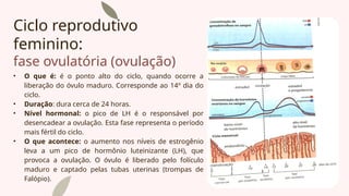 Ciclo reprodutivo
feminino:
fase ovulatória (ovulação)
• O que é: é o ponto alto do ciclo, quando ocorre a
liberação do óvulo maduro. Corresponde ao 14º dia do
ciclo.
• Duração: dura cerca de 24 horas.
• Nível hormonal: o pico de LH é o responsável por
desencadear a ovulação. Esta fase representa o período
mais fértil do ciclo.
• O que acontece: o aumento nos níveis de estrogênio
leva a um pico de hormônio luteinizante (LH), que
provoca a ovulação. O óvulo é liberado pelo folículo
maduro e captado pelas tubas uterinas (trompas de
Falópio).
 