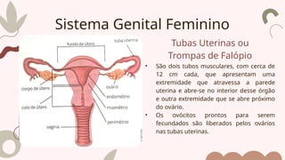 Tubas Uterinas ou
Trompas de Falópio
• São dois tubos musculares, com cerca de
12 cm cada, que apresentam uma
extremidade que atravessa a parede
uterina e abre-se no interior desse órgão
e outra extremidade que se abre próximo
do ovário.
• Os ovócitos prontos para serem
fecundados são liberados pelos ovários
nas tubas uterinas.
Sistema Genital Feminino
 